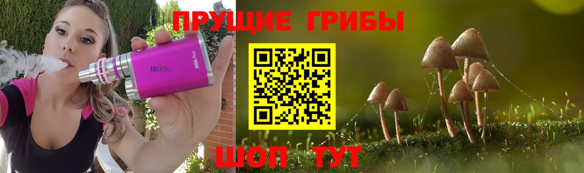 Псилоцибиновые грибы Psilocybine cubensis Славгород